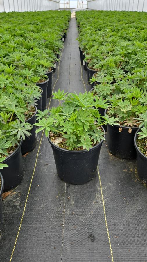 Lupinus polyphyllus 'Gallery Blue'