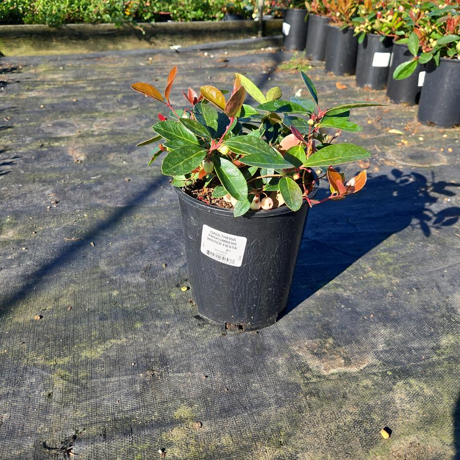 Gaultheria procumbens 'Winter Fiesta'