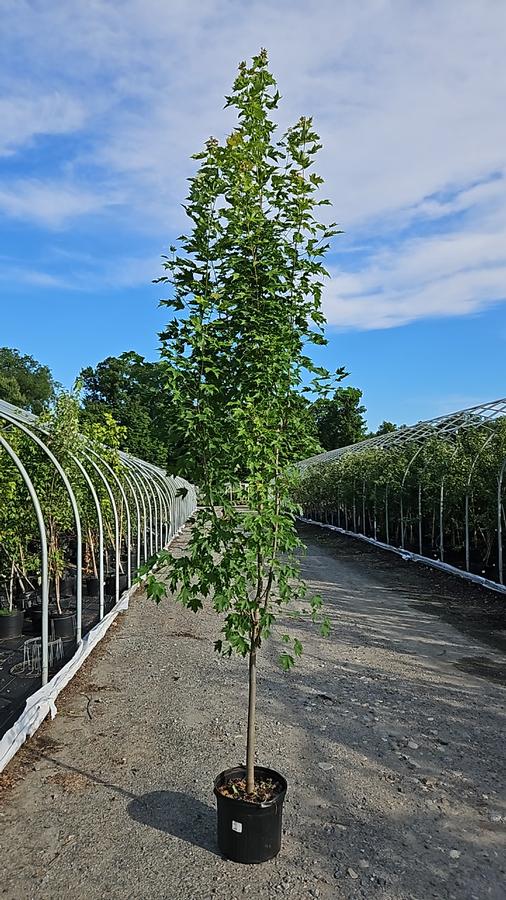 Acer rubrum Armstrong Gold®
