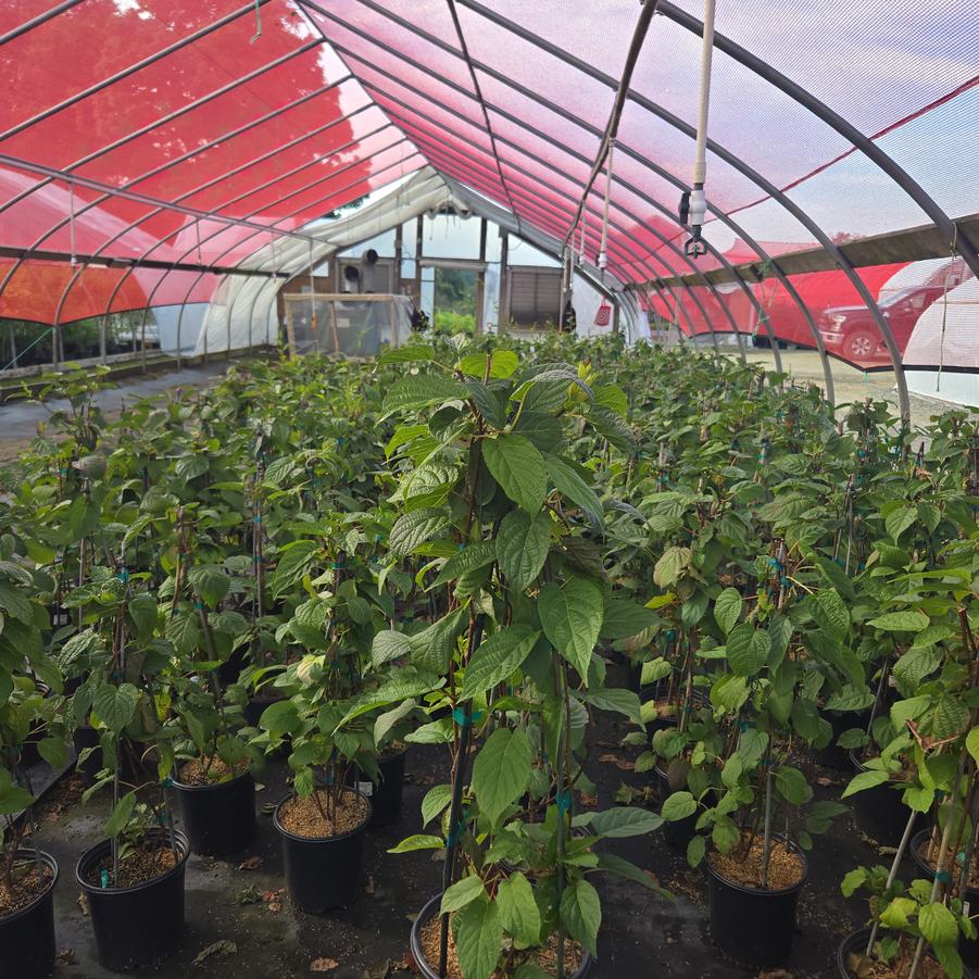 Actinidia kolomikta 'September Sun'