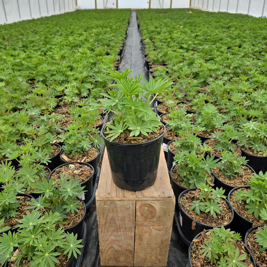 Lupinus polyphyllus 'Gallery Pink'