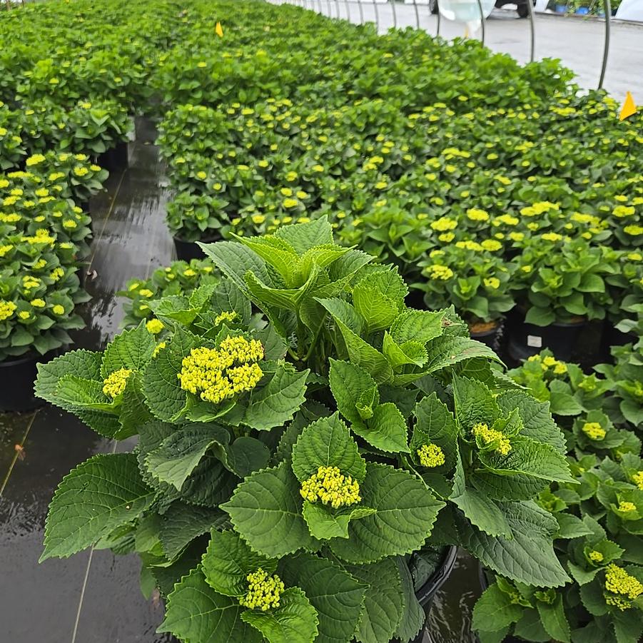Hydrangea macrophylla Elizabeth Ashley