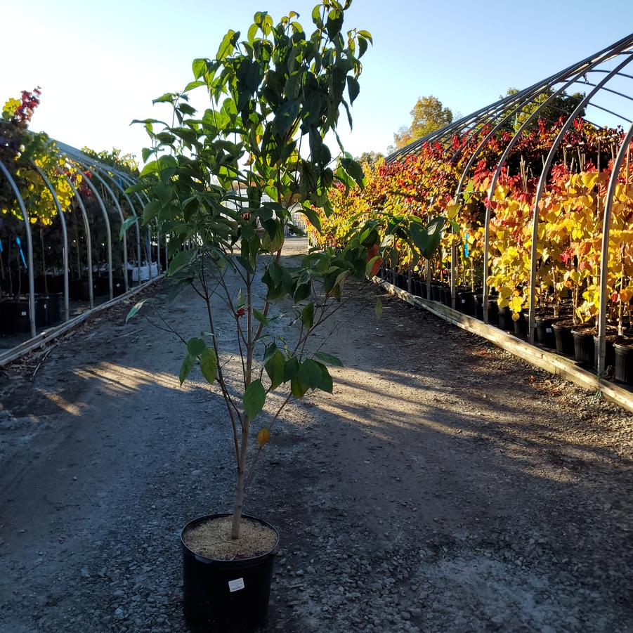 Cornus florida 'Kay's Appalachian Mist'