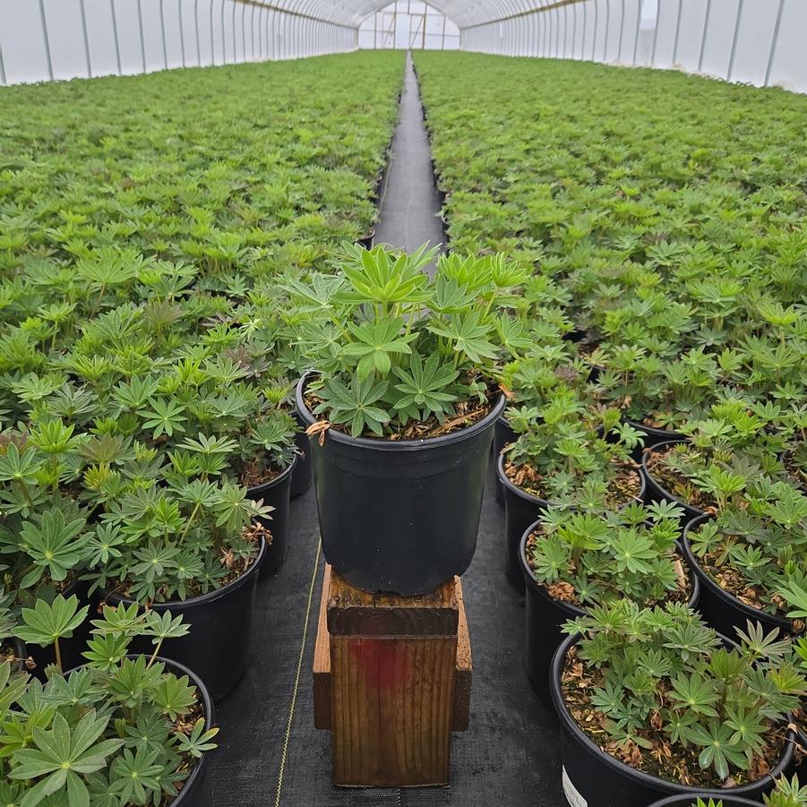 Lupinus polyphyllus 'Gallery Red'