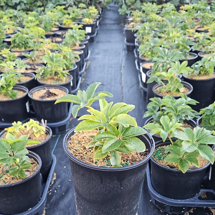 Helleborus Honeymoon® Tropical Sunset