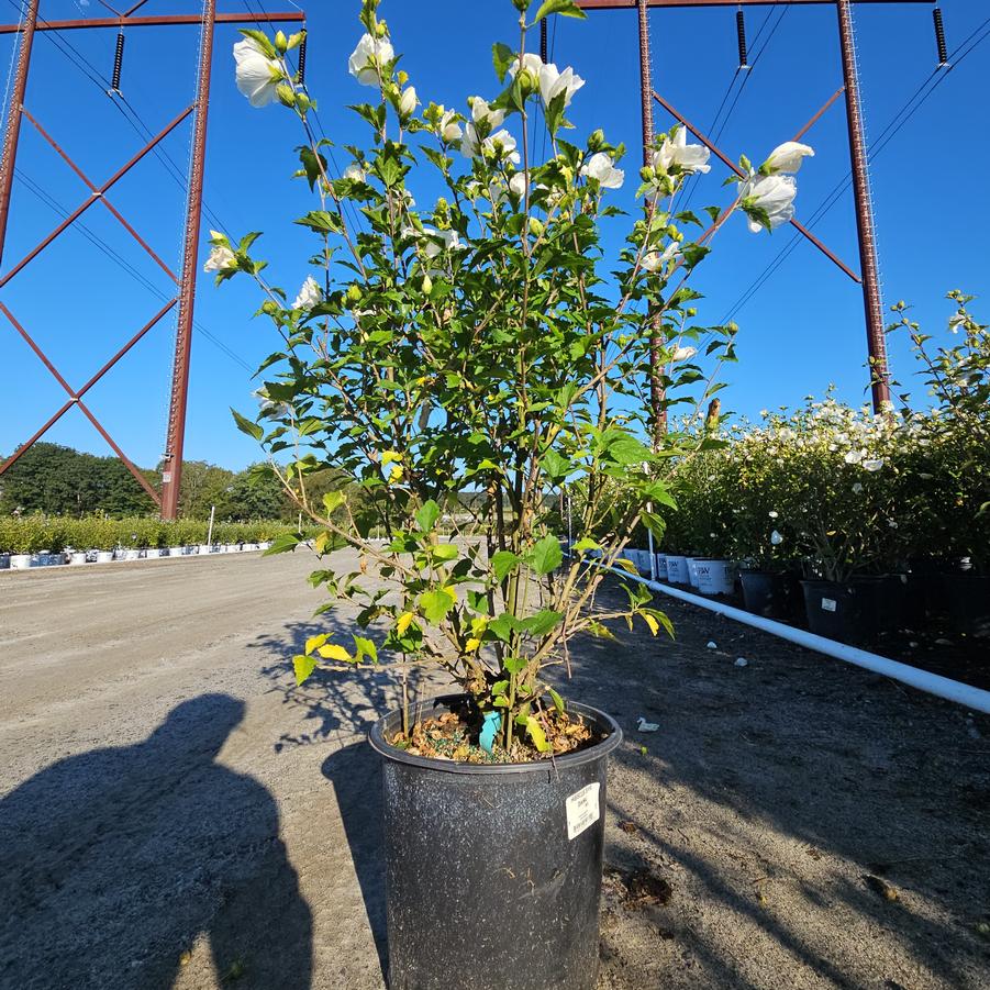 Hibiscus syriacus Diana