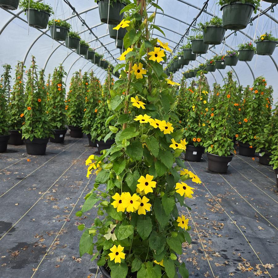 Thunbergia alata Assorted