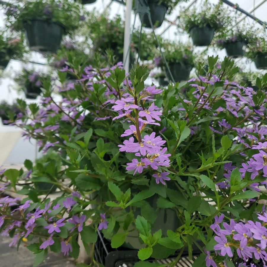 Scaevola Scampi Blue