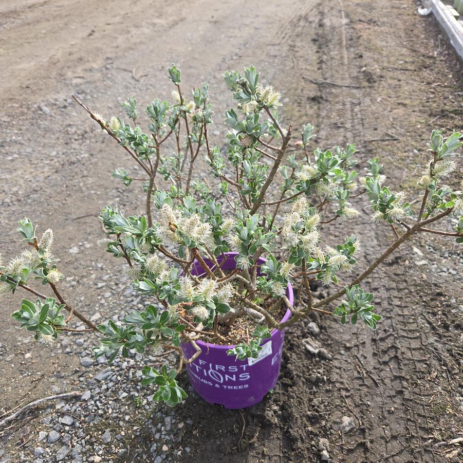 Salix candida Iceberg Alley®