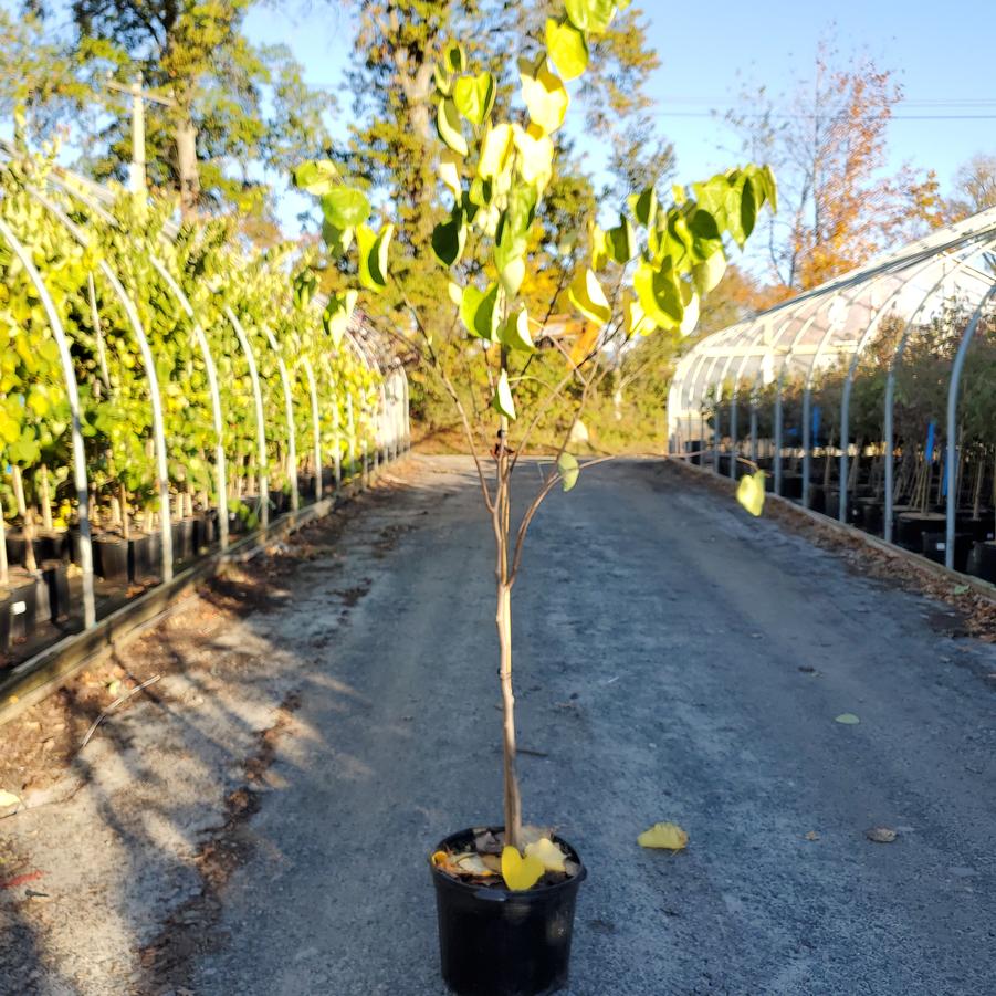 Cercis canadensis Northern Herald®