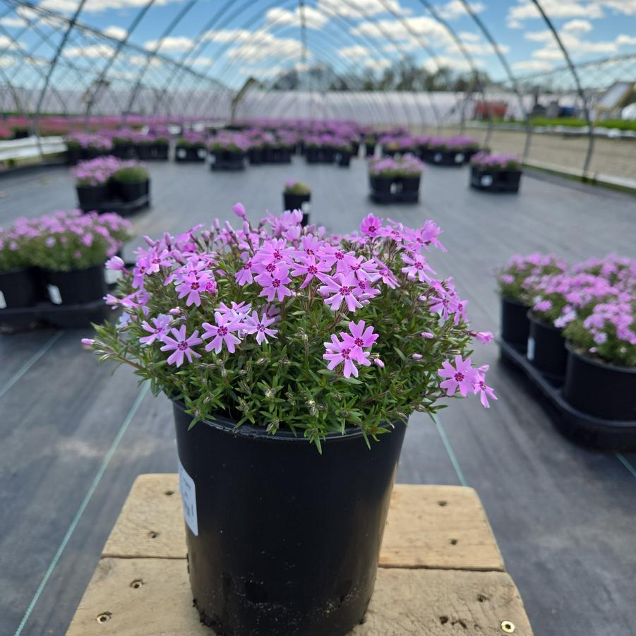Phlox subulata 'Eye Shadow'