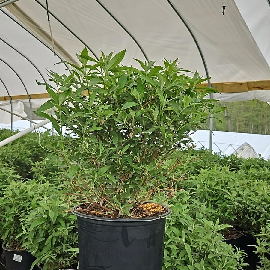 Buddleia davidii 'Pink Cascade'