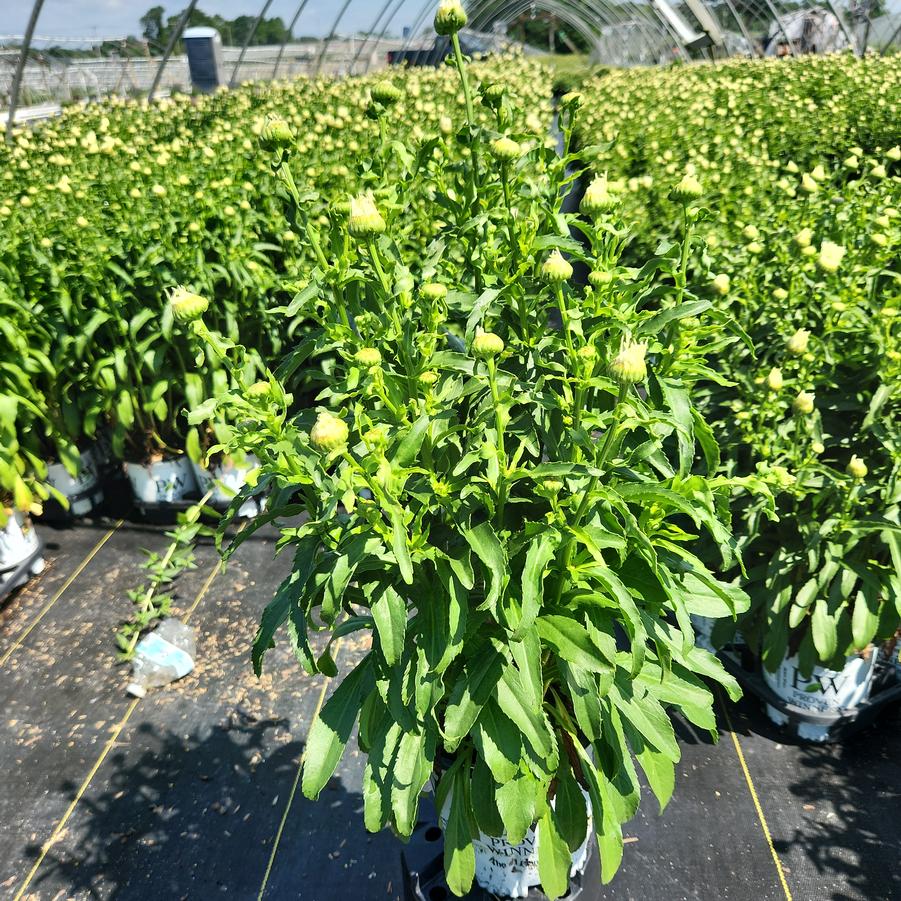 Echinacea x Sombrero® Fiesta Orange
