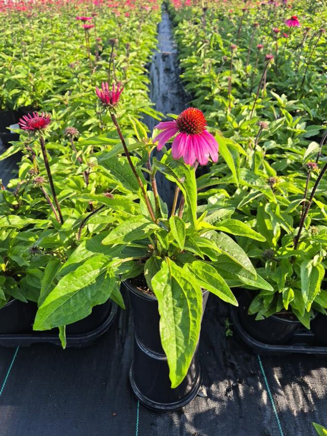 Echinacea x Sombrero® Rosada