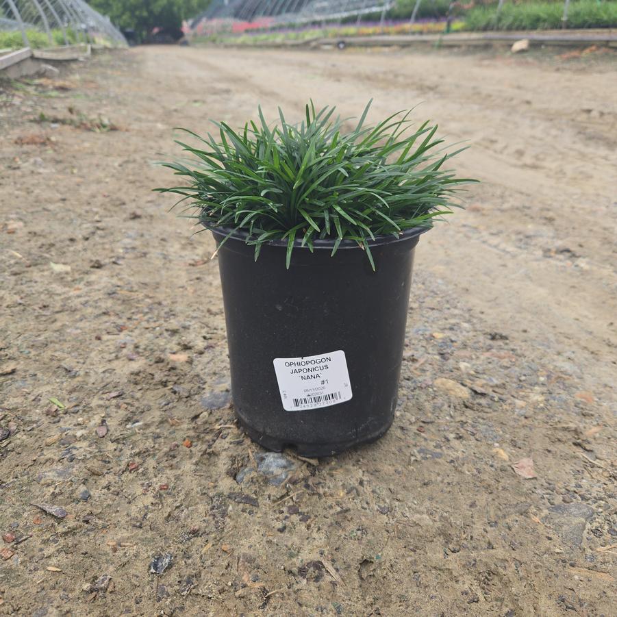 Ophiopogon japonicus 'Nana'
