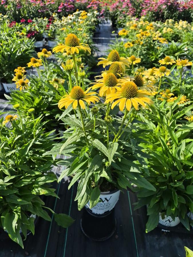 Echinacea x Color Coded® Yellow My Darling