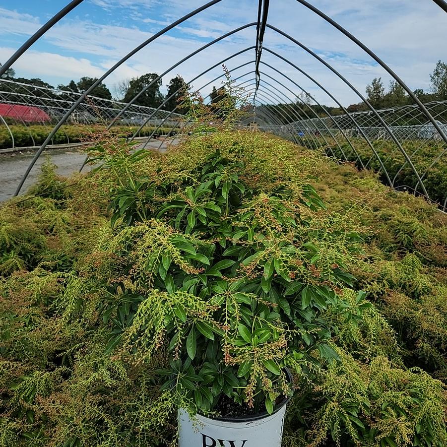 Pieris japonica Interstella®