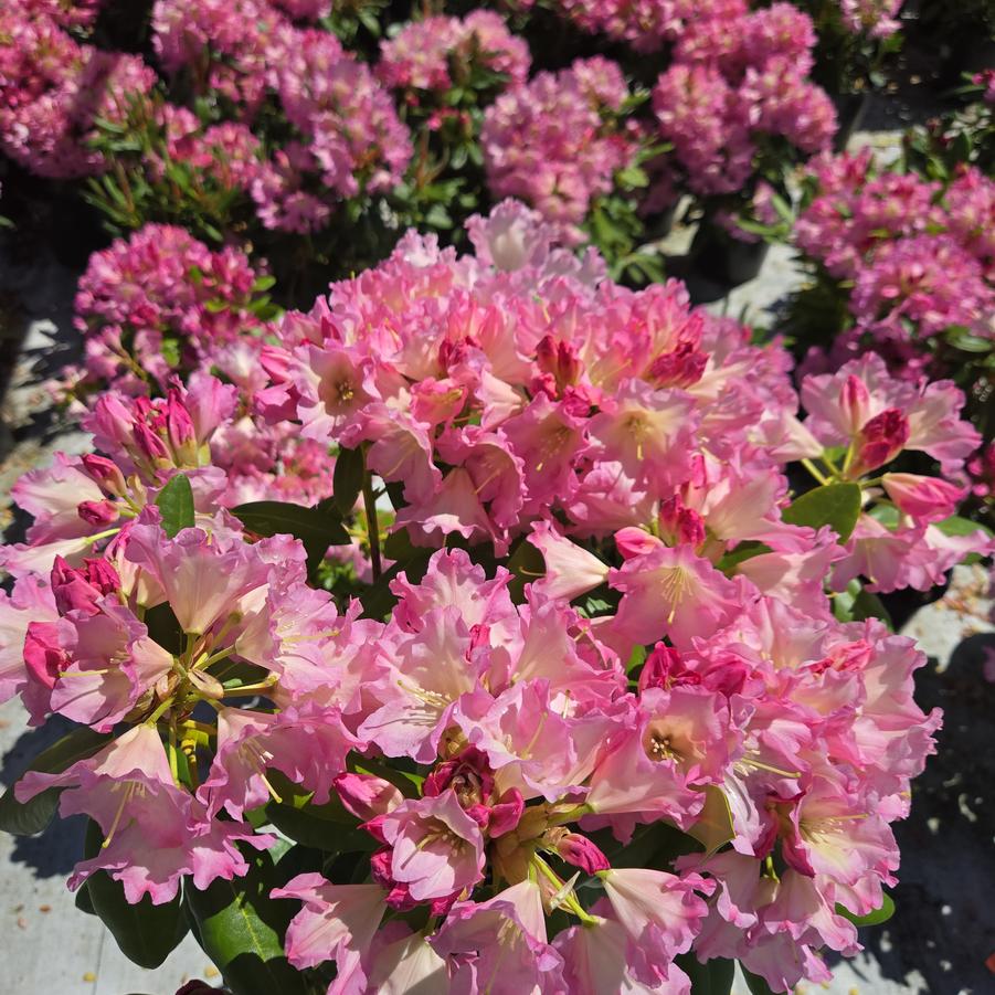 Rhododendron 'Hoopla'