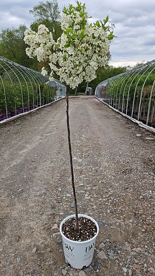 Malus x LOLLIPOP®