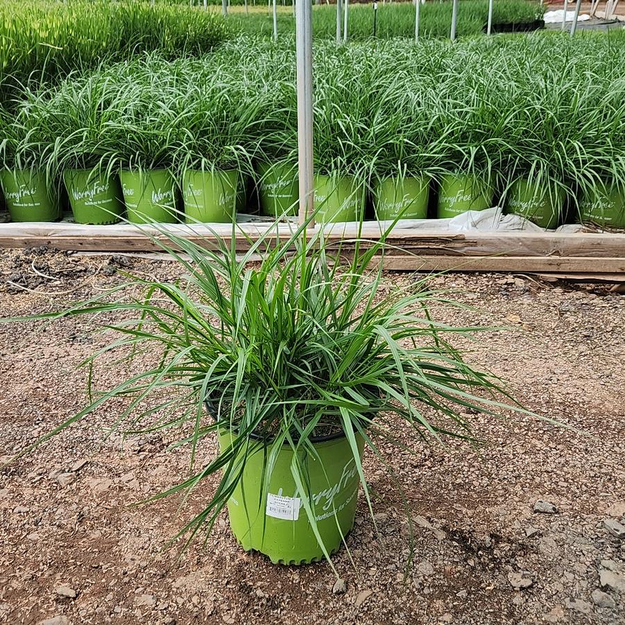 Pennisetum alopecuroides Cayenne™