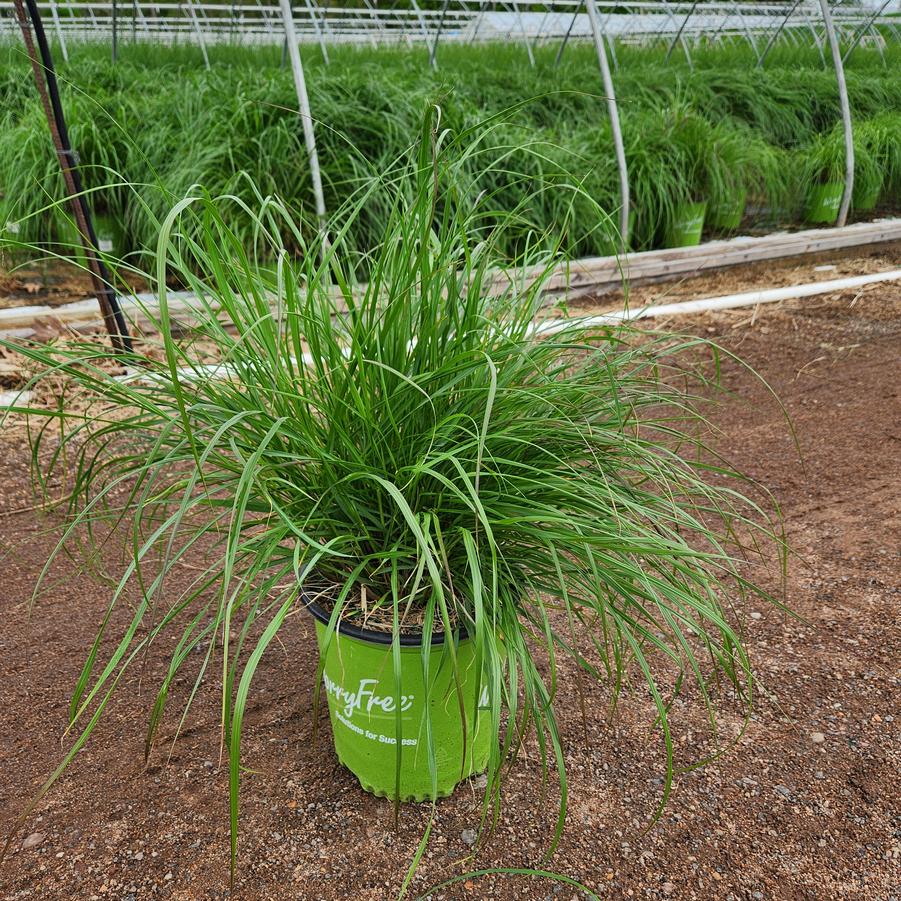 Pennisetum alopecuroides Etouffee™
