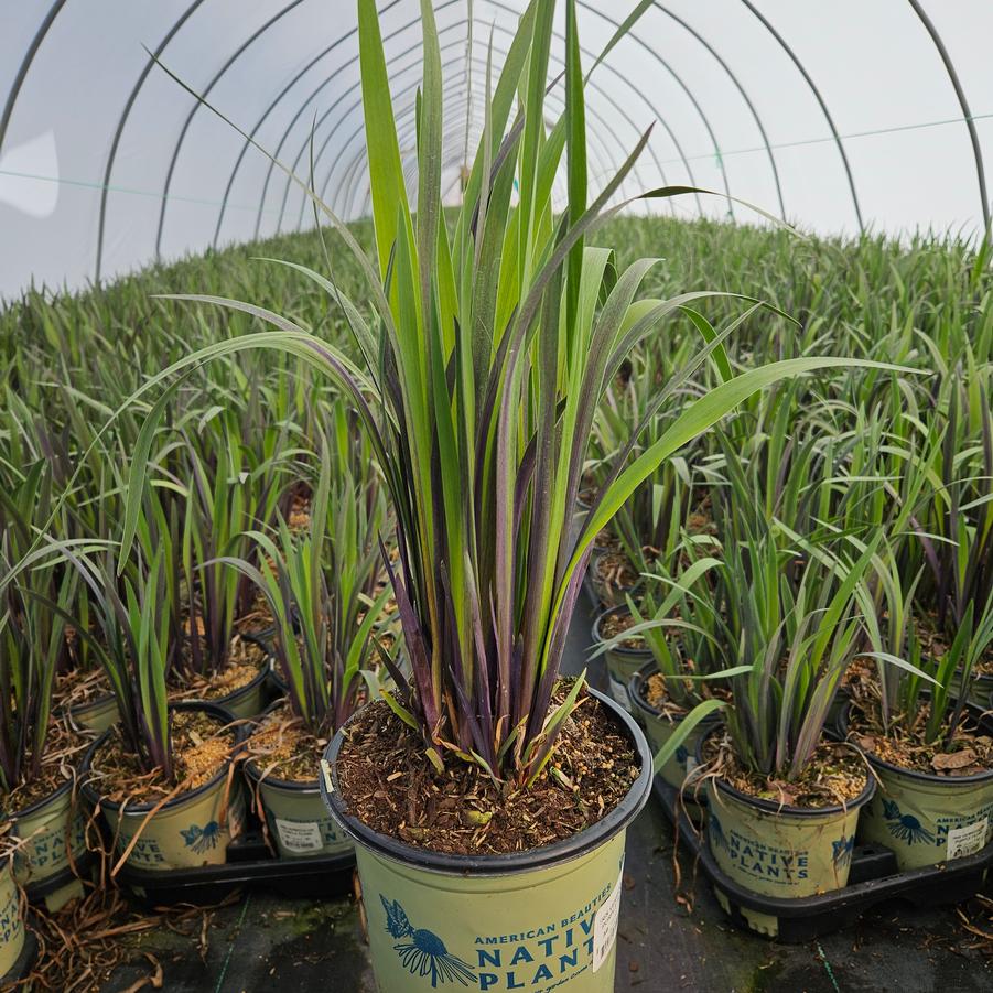 Iris versicolor 'Purple Flame'