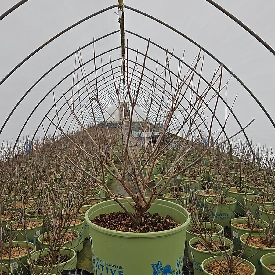 Cephalanthus occidentalis Crimson Comets