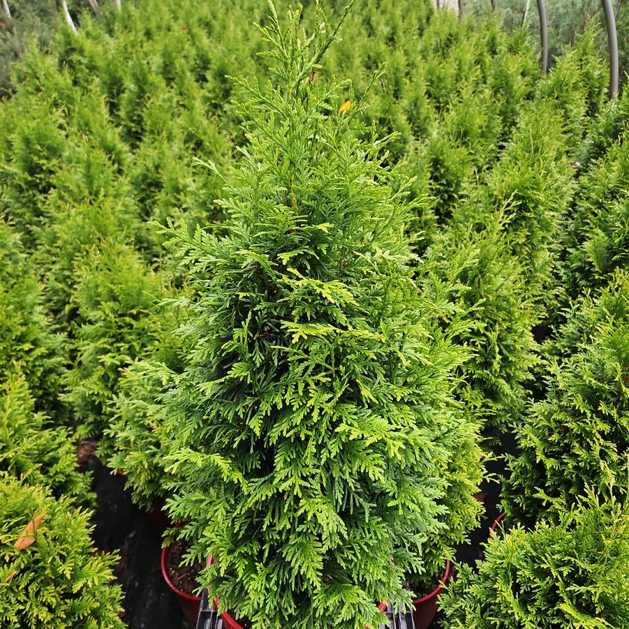 Thuja x plicata 'Junior Giant'