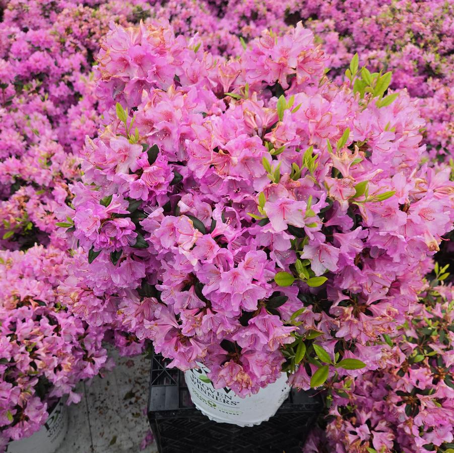 Rhododendron x Black Hat®