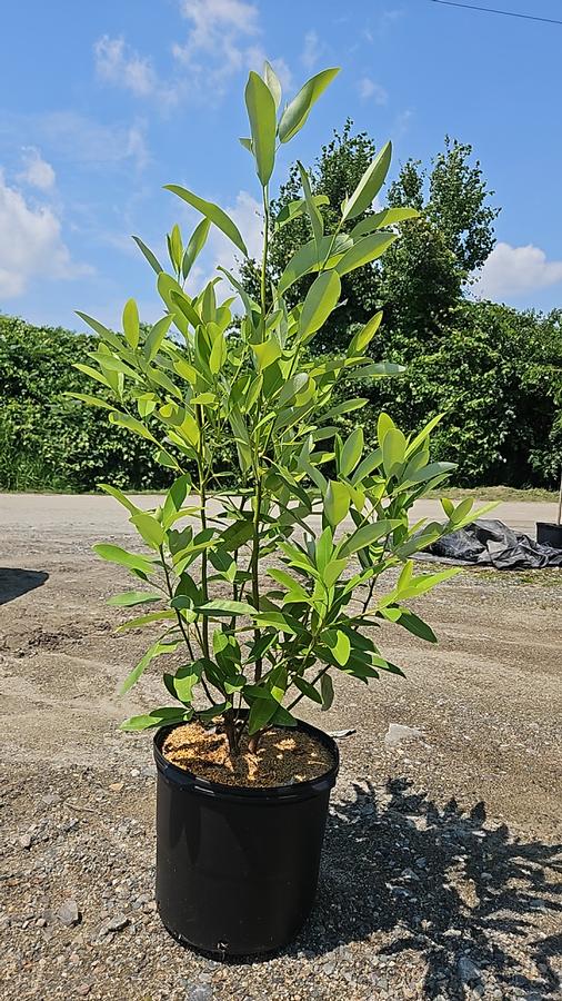 Magnolia virginiana 'Moonglow'