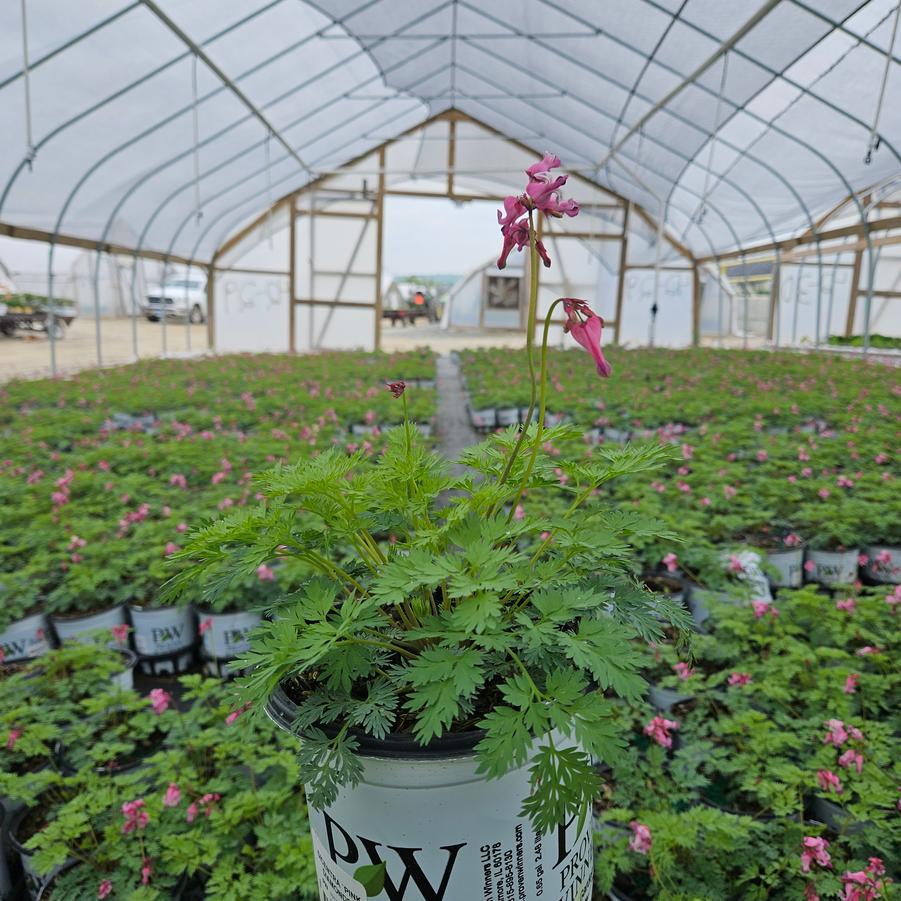 Dicentra 'Pink Diamonds'