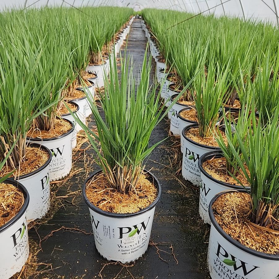 Panicum Prairie Winds® 'Totem Pole'