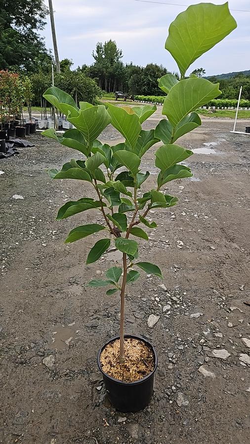 Magnolia 'Elizabeth'
