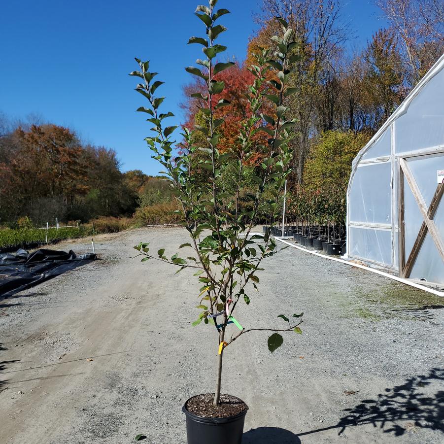 Malus 4 - in - 1 Cold Climate