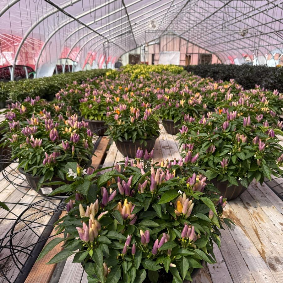 Pepper Ornamental Mixed