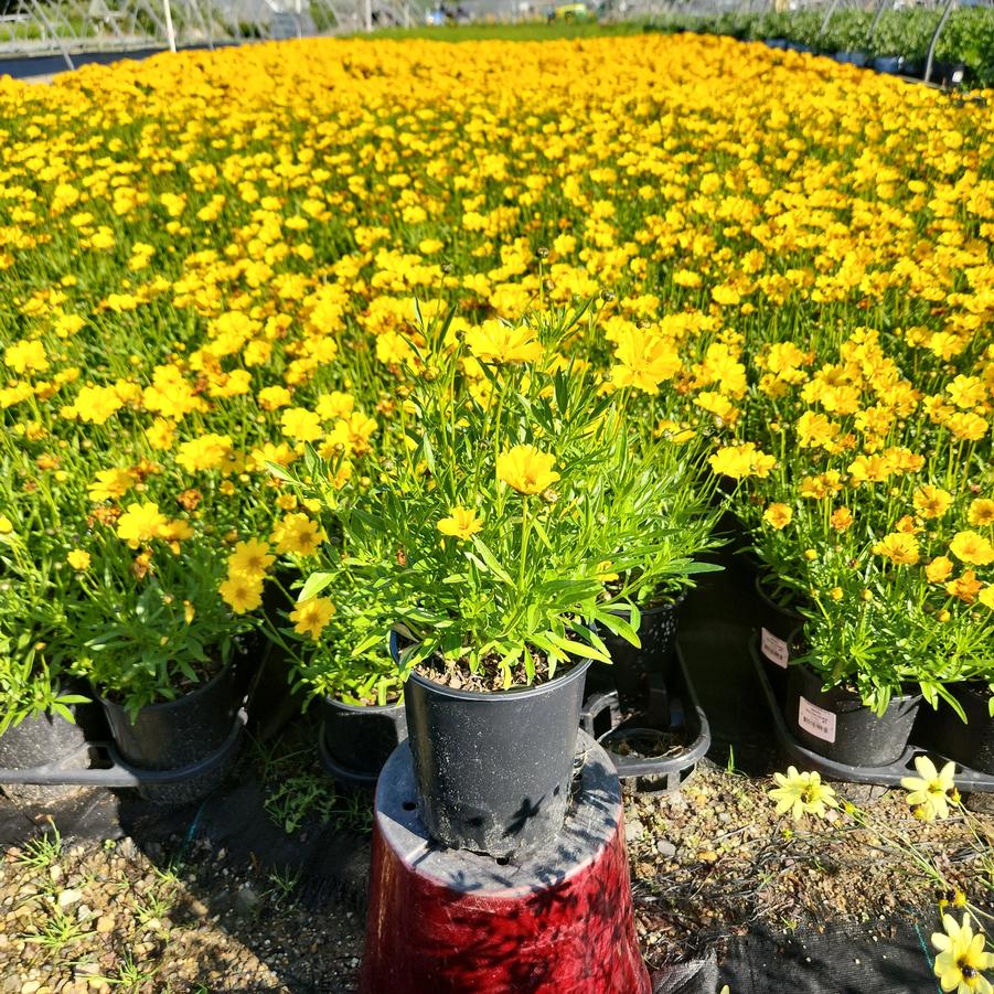 Coreopsis x Li'l Bang™ 'Goldilocks'