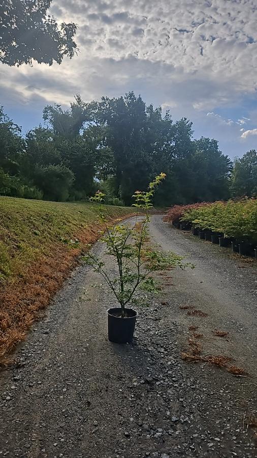 Acer rubrum 'October Glory'