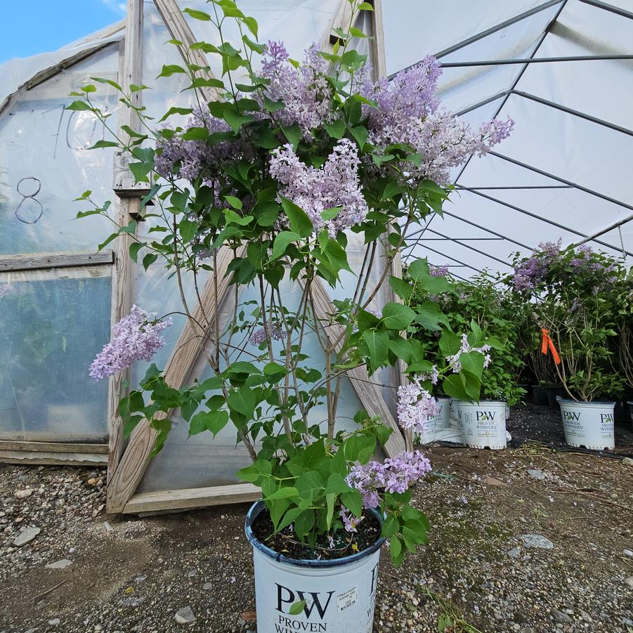 Syringa x hyacinthiflora Scentara Pura®