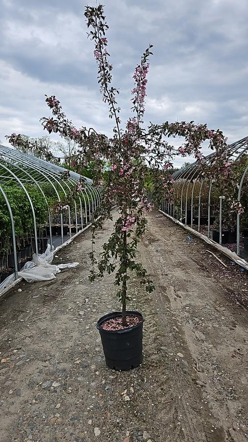Malus Ruby Tears