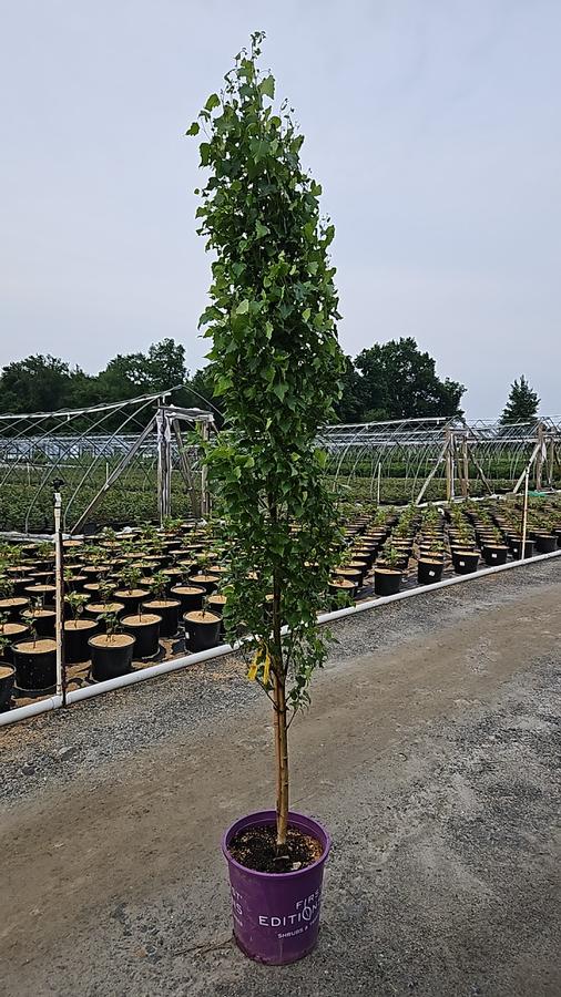 Betula platyphylla Parkland Pillar®
