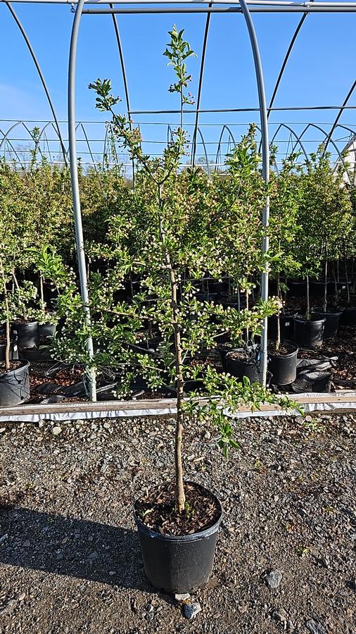 Malus sargentii 