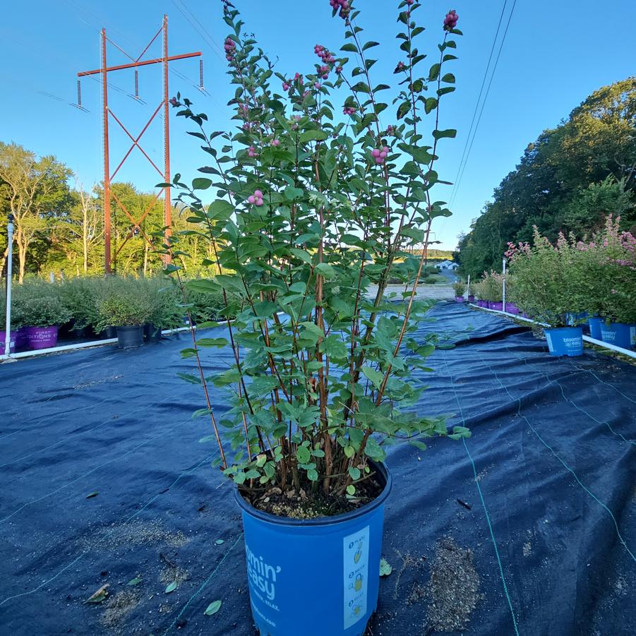 Symphoricarpos doornbosii Pinky Promise™