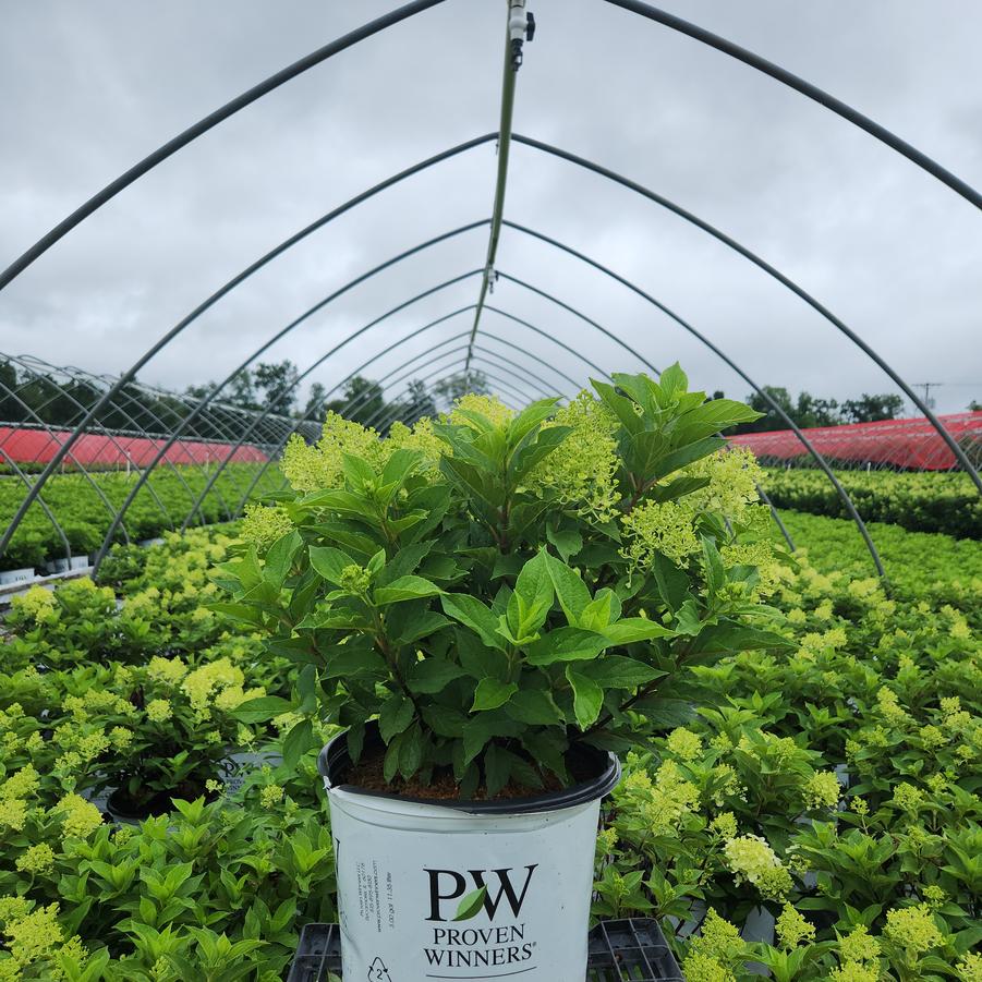 Hydrangea paniculata Fire Light Tidbit®