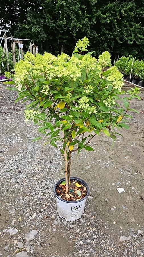 Hydrangea paniculata Quick Fire Fab®