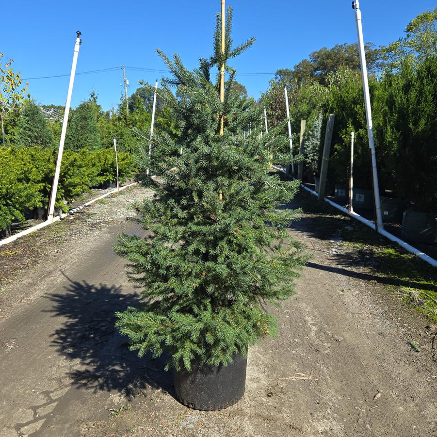 Picea glauca 'Montrose Charm'