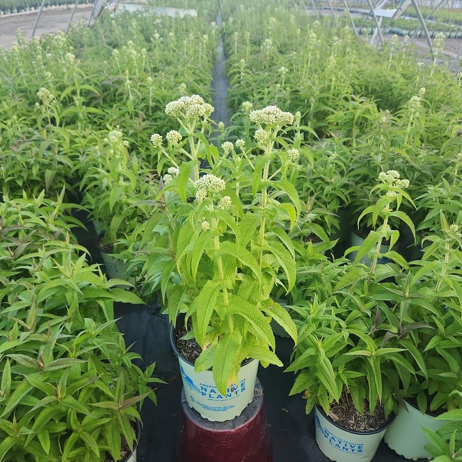 Eupatorium perfoliatum 