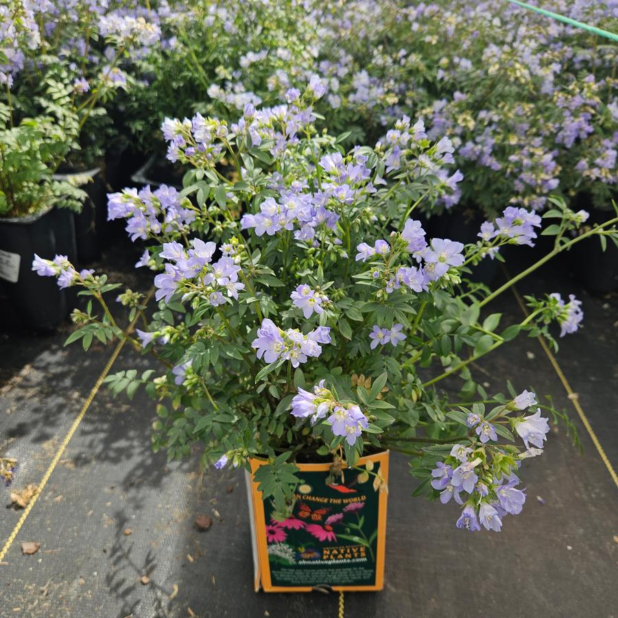 Polemonium reptans 