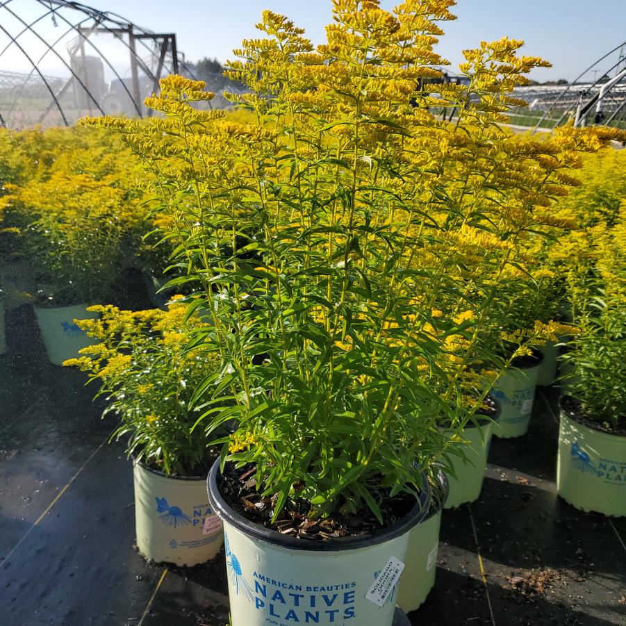 Solidago odora 