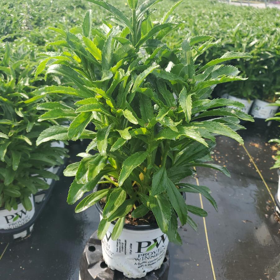 Leucanthemum superbum Amazing Daisies® 'Banana Cream II'