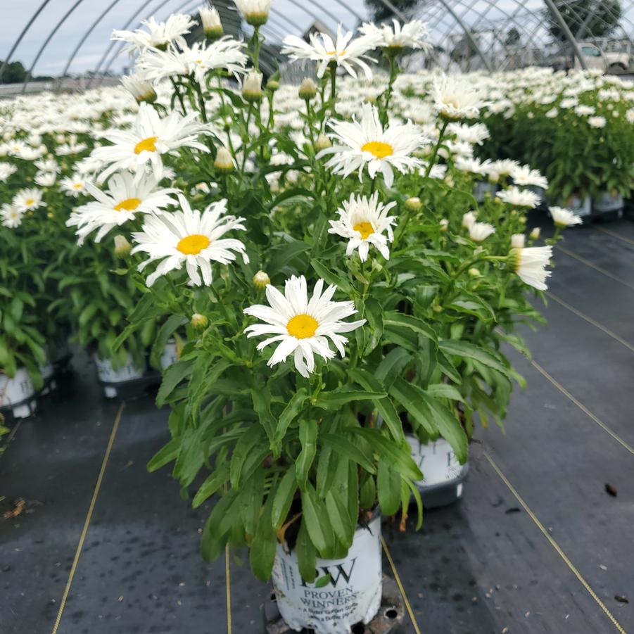 Leucanthemum superbum Amazing Daisies® 'Spun Silk'